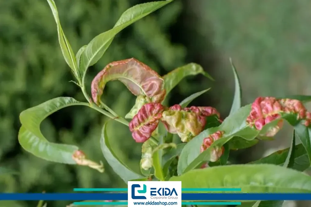 علائم لب شتری هلو