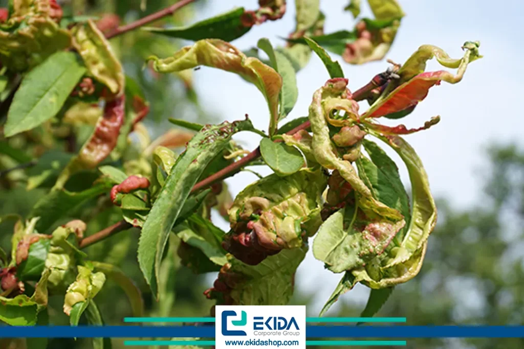 بروز بیماری لب شتری هلو