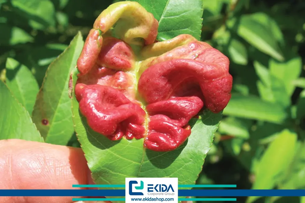 چروکیدگی برگ در بیماری لب شتری هلو