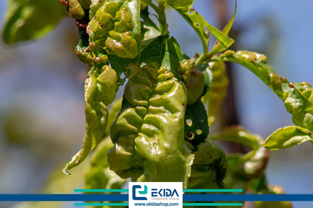 علائم بیماری لب شتری هلو روی برگ‌ها