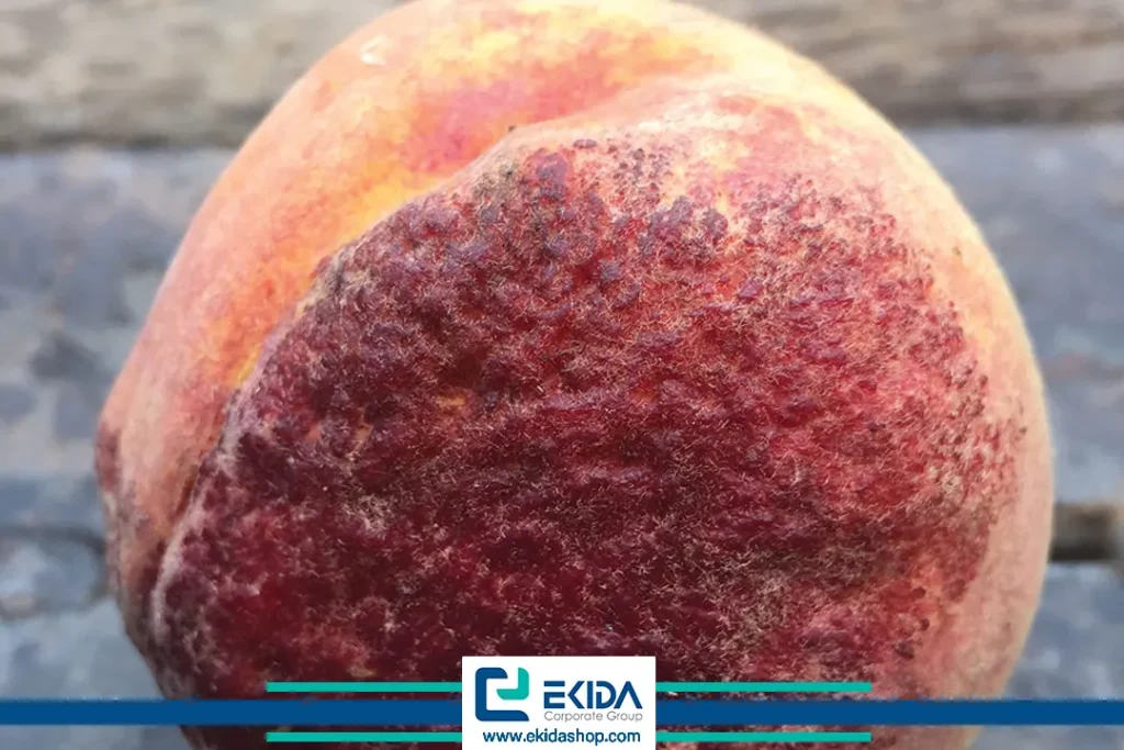 علائم بیماری لب شتری هلو روی میوه‌ها