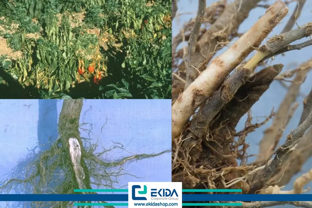 نابودی بوته فلفل