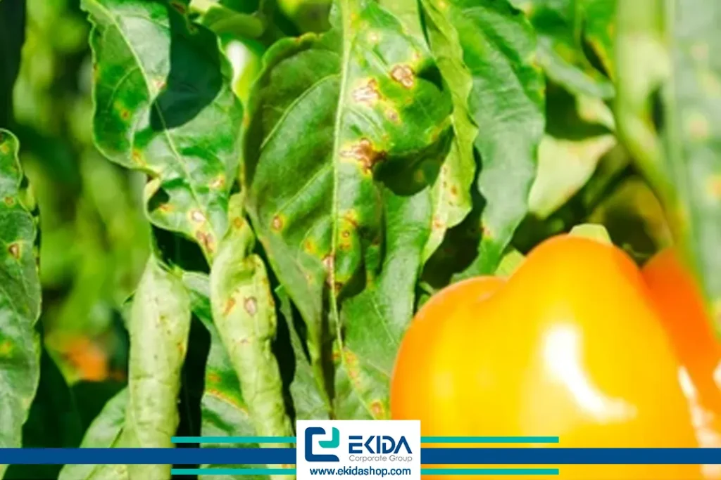 بلایت دیررس