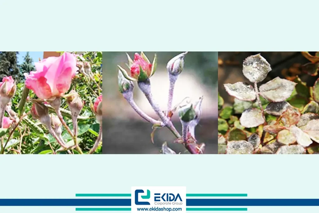 بیماری سفیدک پودری رز