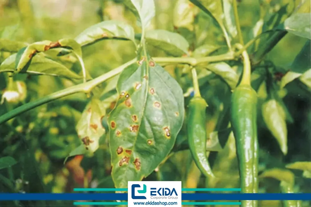 پوسیدگی ریزوکتونیایی