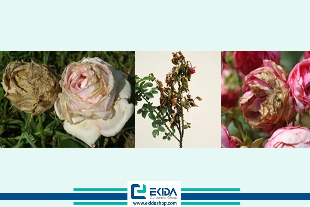 بیماری کپک خاکستری رز