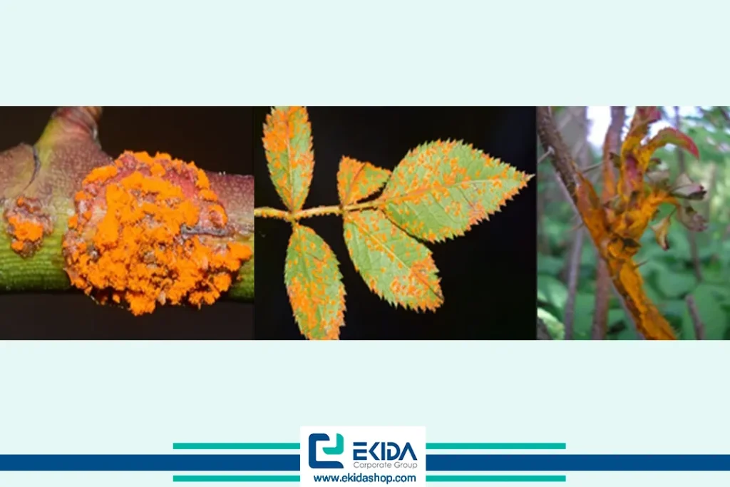 بیماری زنگ رز