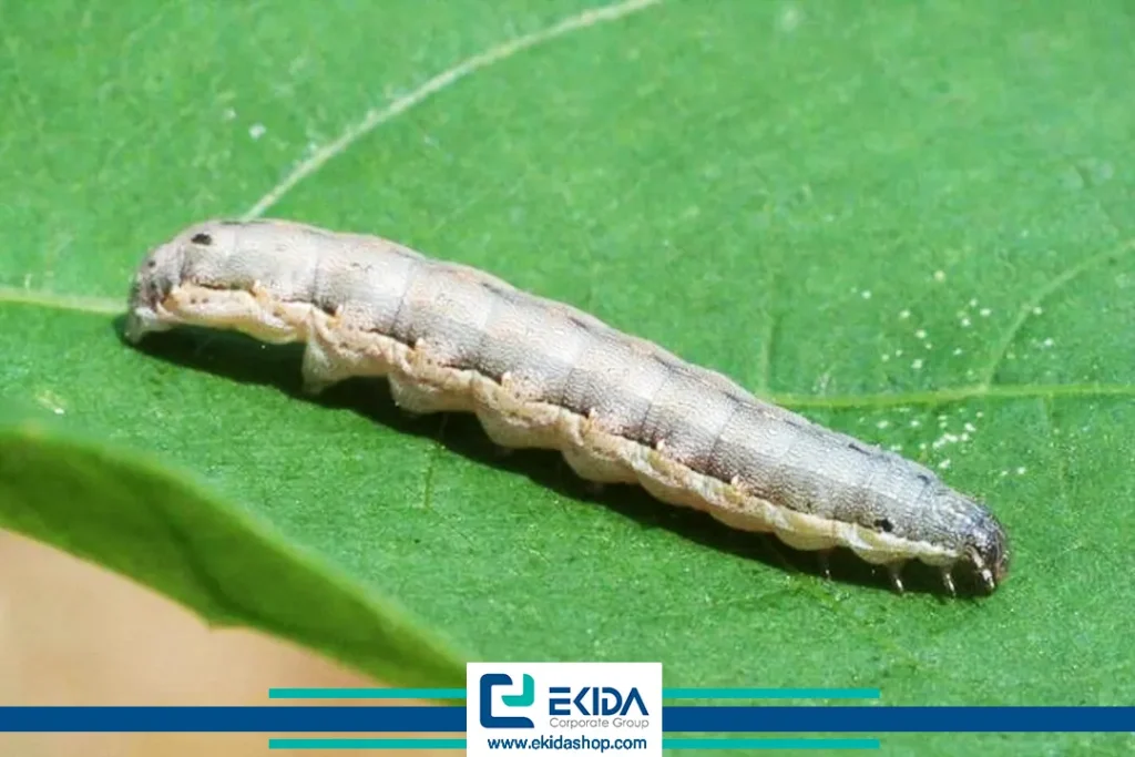 کرم برگخوار کارادرینا