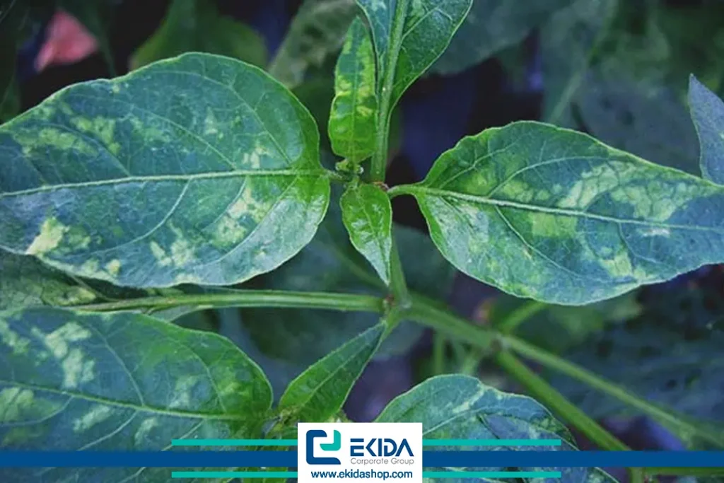 ویروس موزاییک توتون