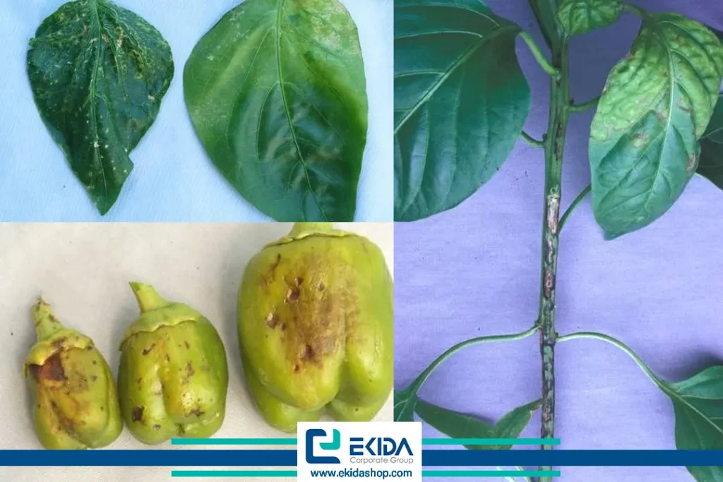 ویروس پژمردگی لکه‌ای گوجه‌فرنگی 