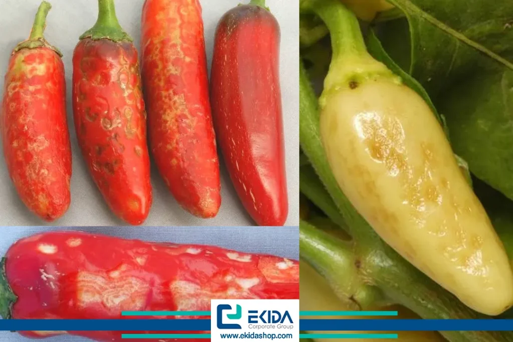 از بین رفتن میوه فلفل