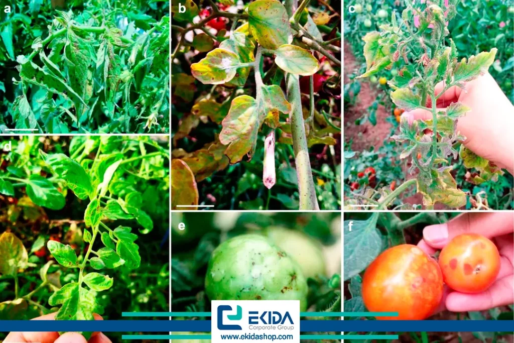 خسارت ویروس پژمردگی لکه‌ای گوجه‌فرنگی