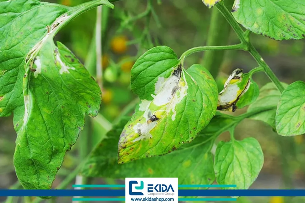 شب پره مینوز گوجه فرنگی