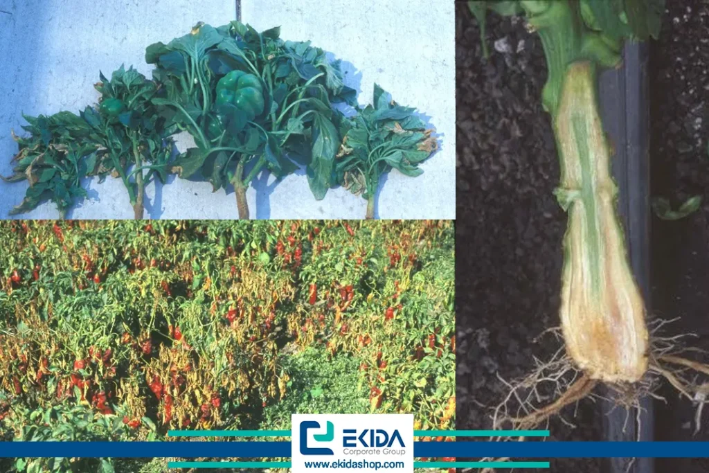 پژمردگی ورتیسیلیومی