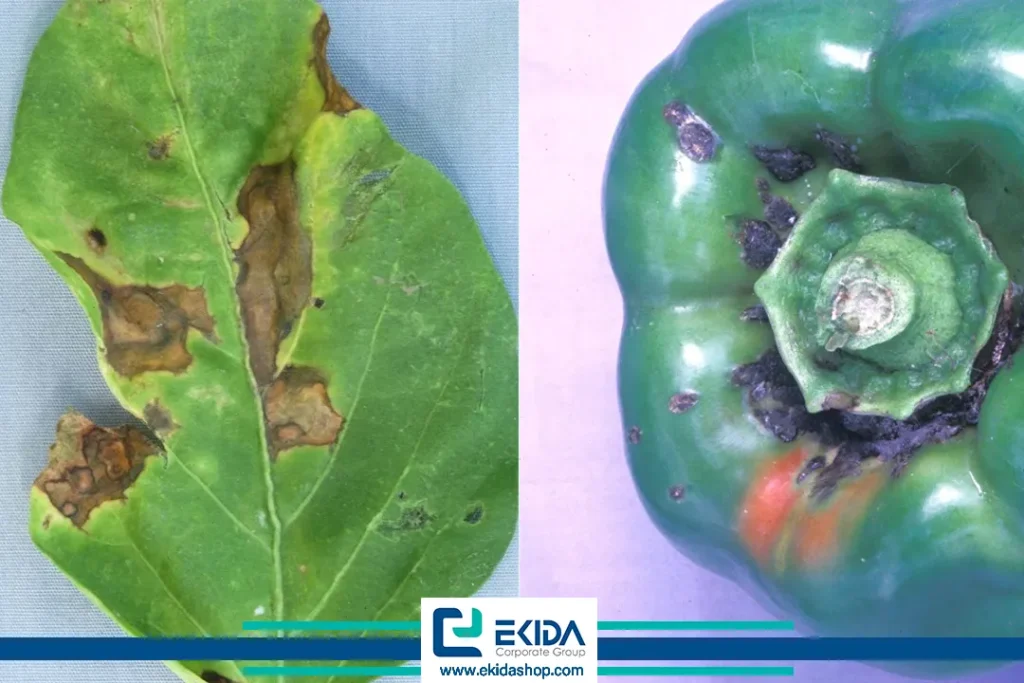 لکه باکتریایی فلفل