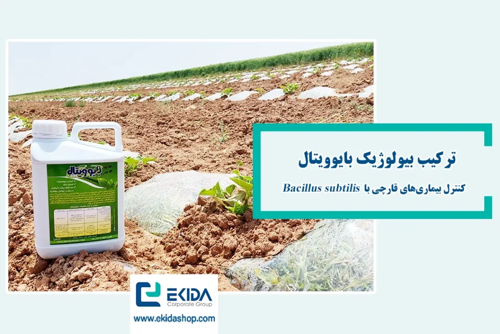 کنترل بیماری‌های قارچی با Bacillus subtilis