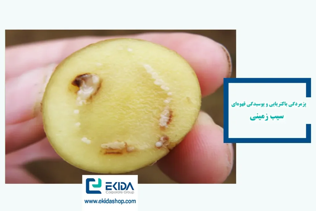پژمردگی باکتریایی و پوسیدگی قهوه‌ای سیب ‌زمینی