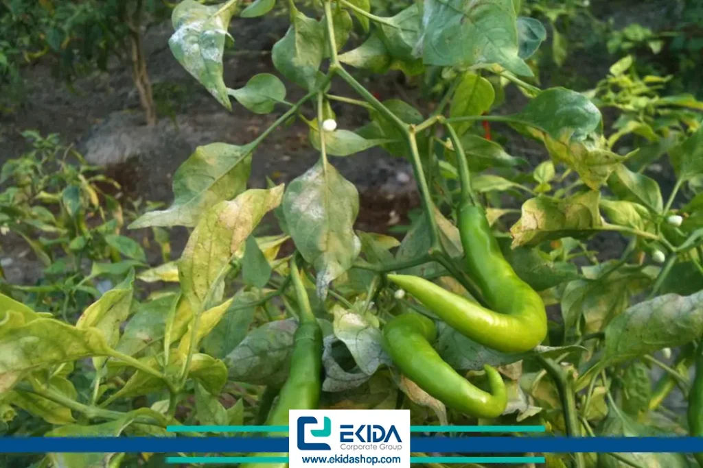 سفیدک سطحی فلفل