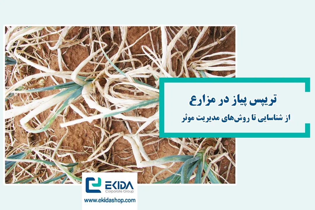 آشنایی با تریپس پیاز