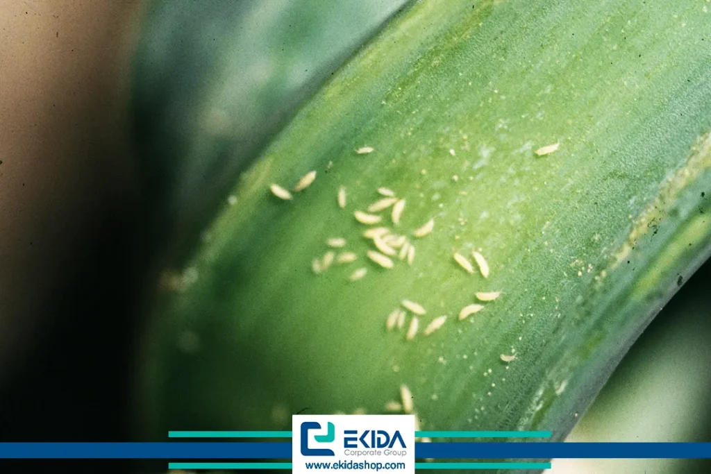 تریپس در پیاز