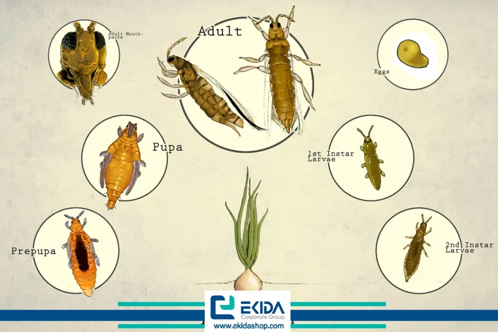 چرخه زندگی تریپس پیاز