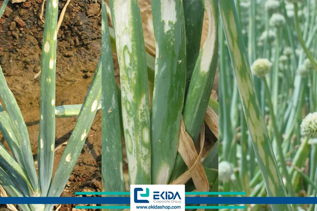 خسارت تریپس پیاز