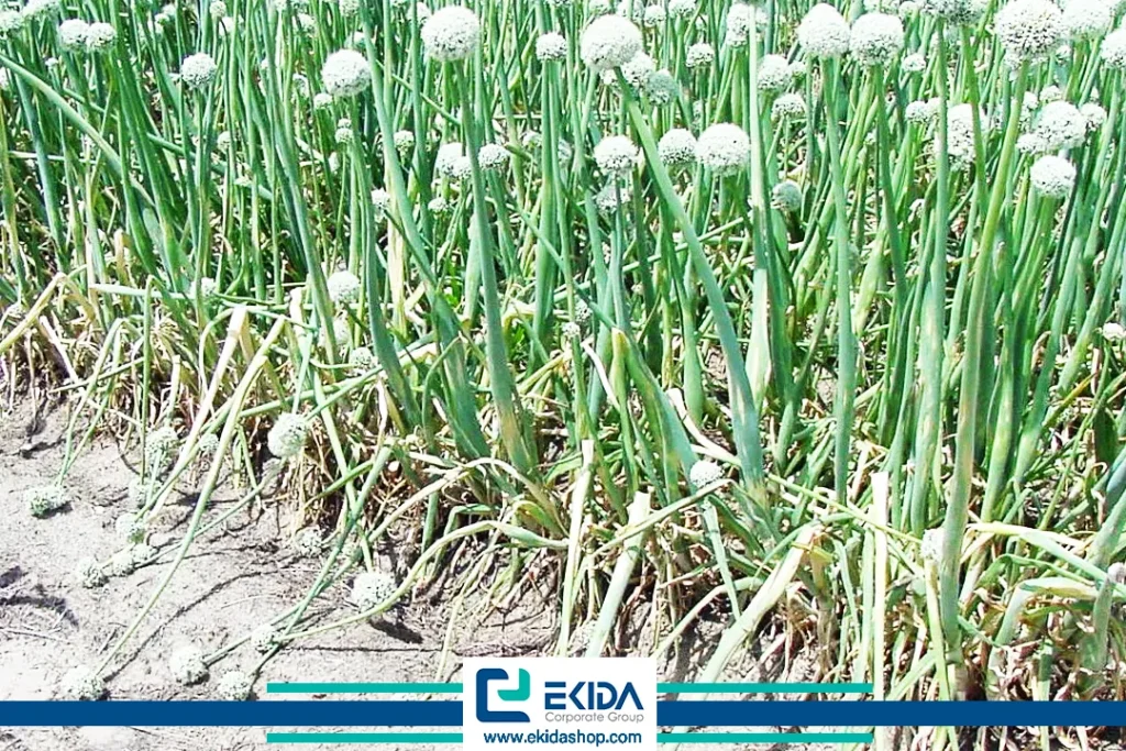 بوته‌های پیاز