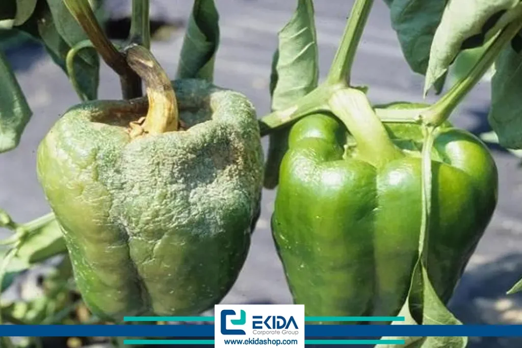 بوته‌میری فلفل