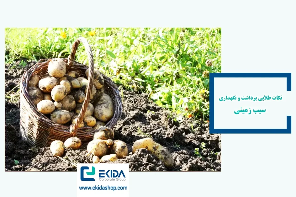 نکات طلایی برداشت و نگهداری سیب ‌زمینی