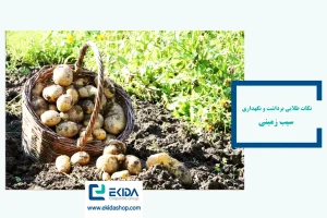 نکات طلایی برداشت و نگهداری سیب ‌زمینی