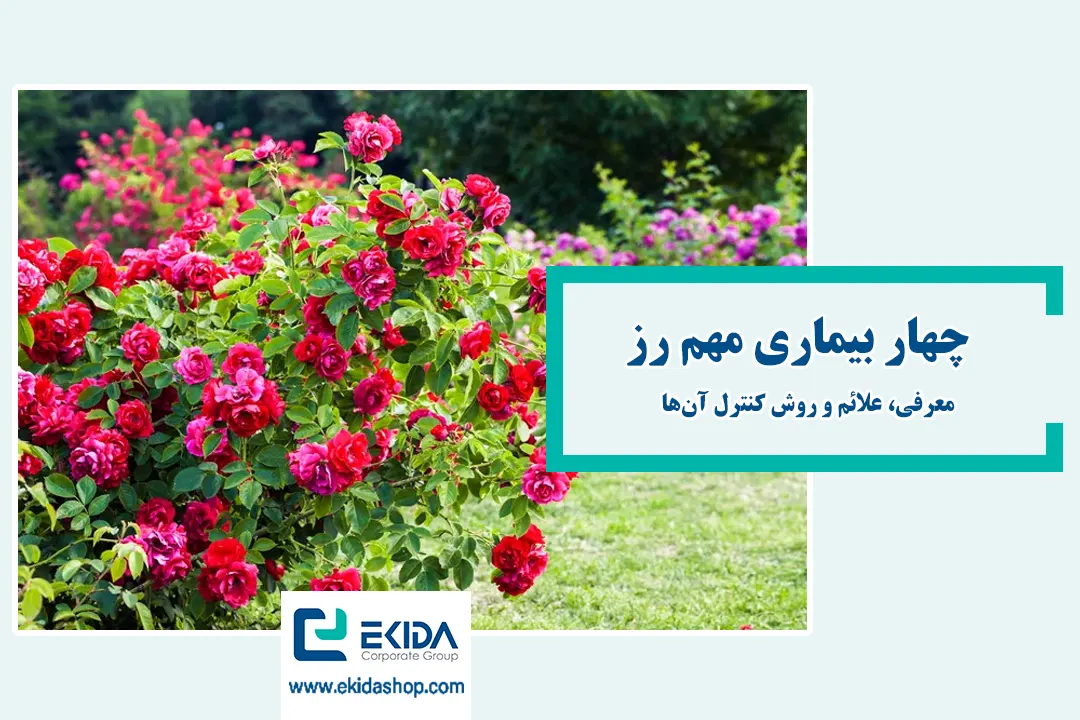 بیماریهای مهم رز