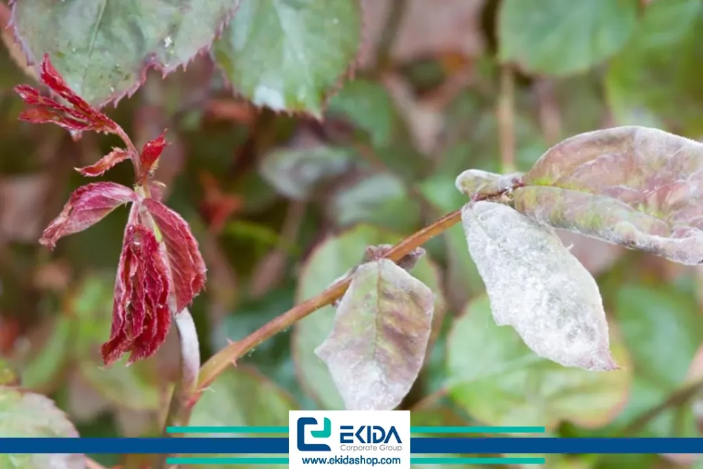 بیماری در بوته رز