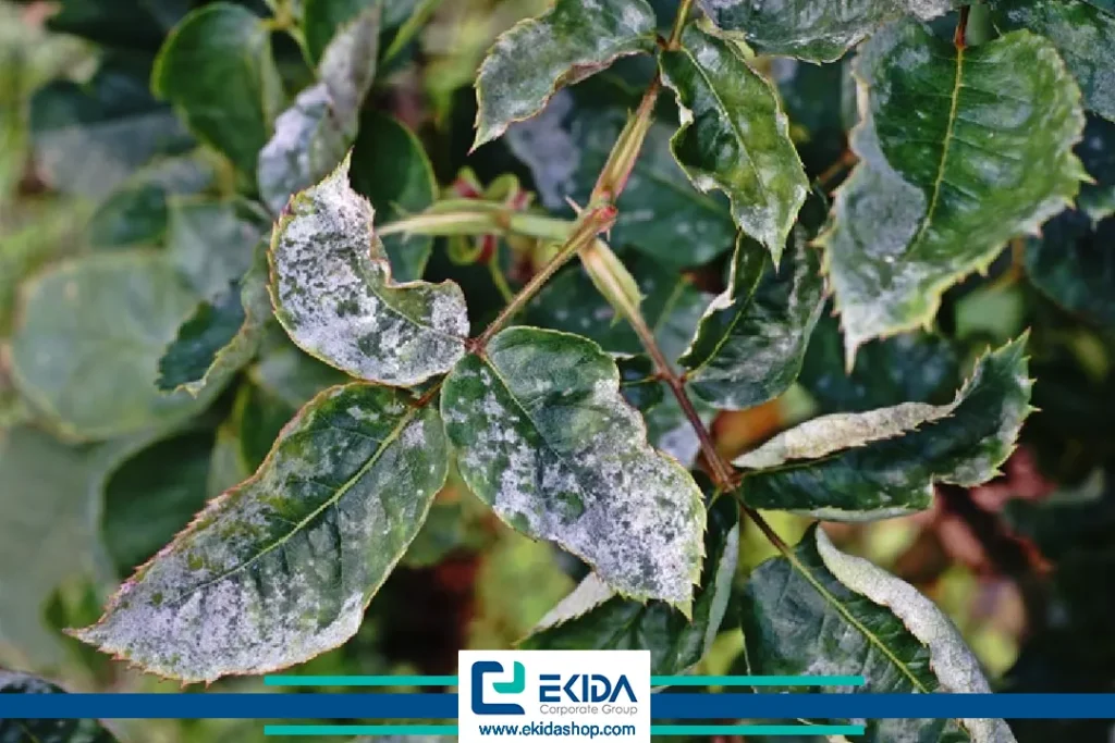 بیماری روی برگ رز