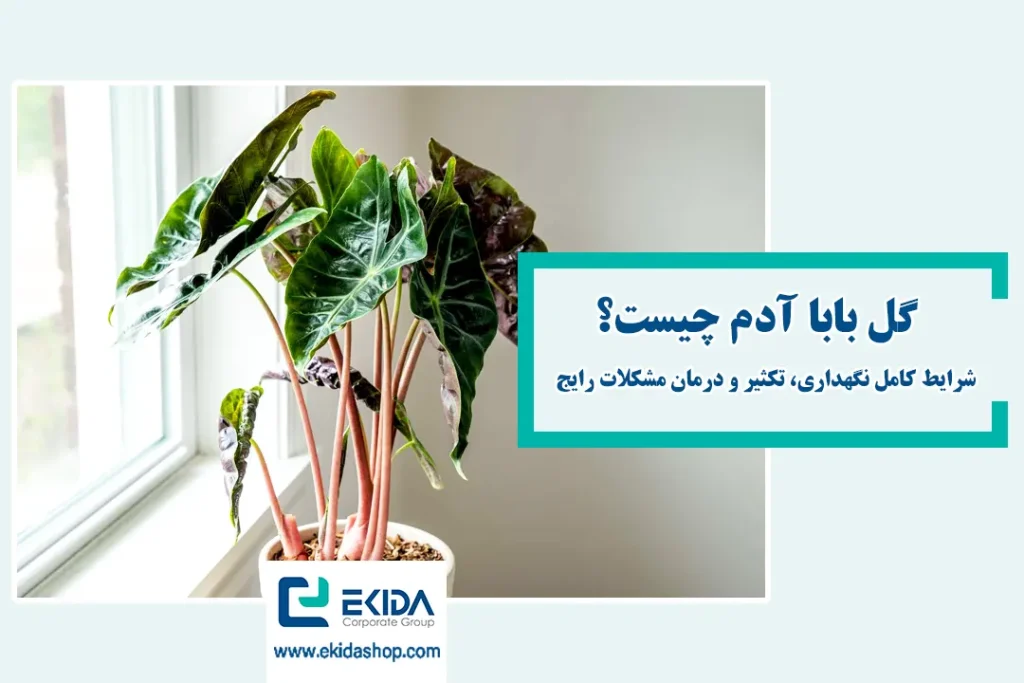 گل بابا آدم