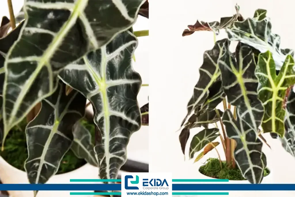 برگ گیاه بابا آدم