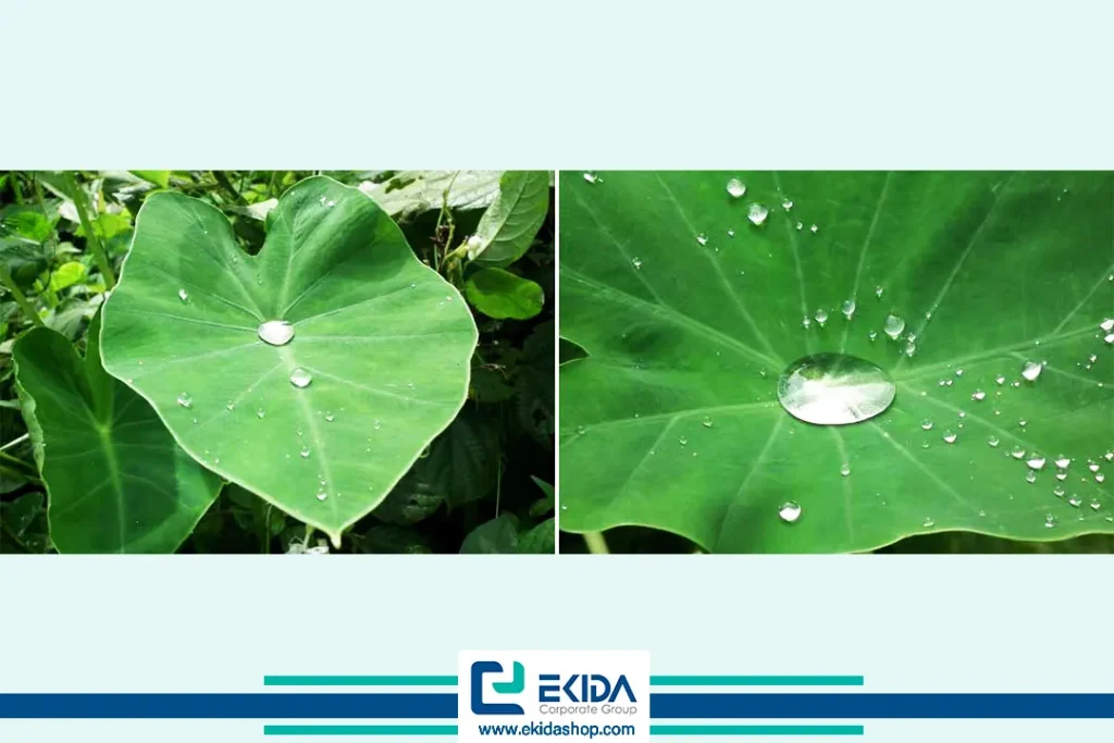 گیاه بابا آدم