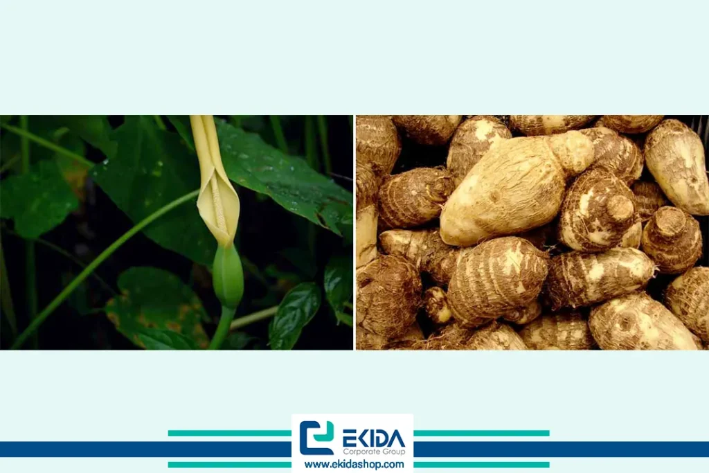 تکثیر بابا آدم