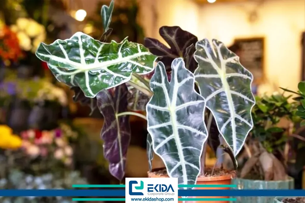 انواع گل بابا آدم