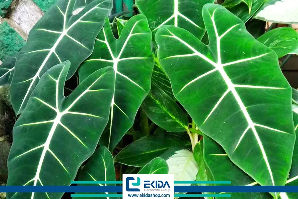 گل بابا آدم تکثیر شده