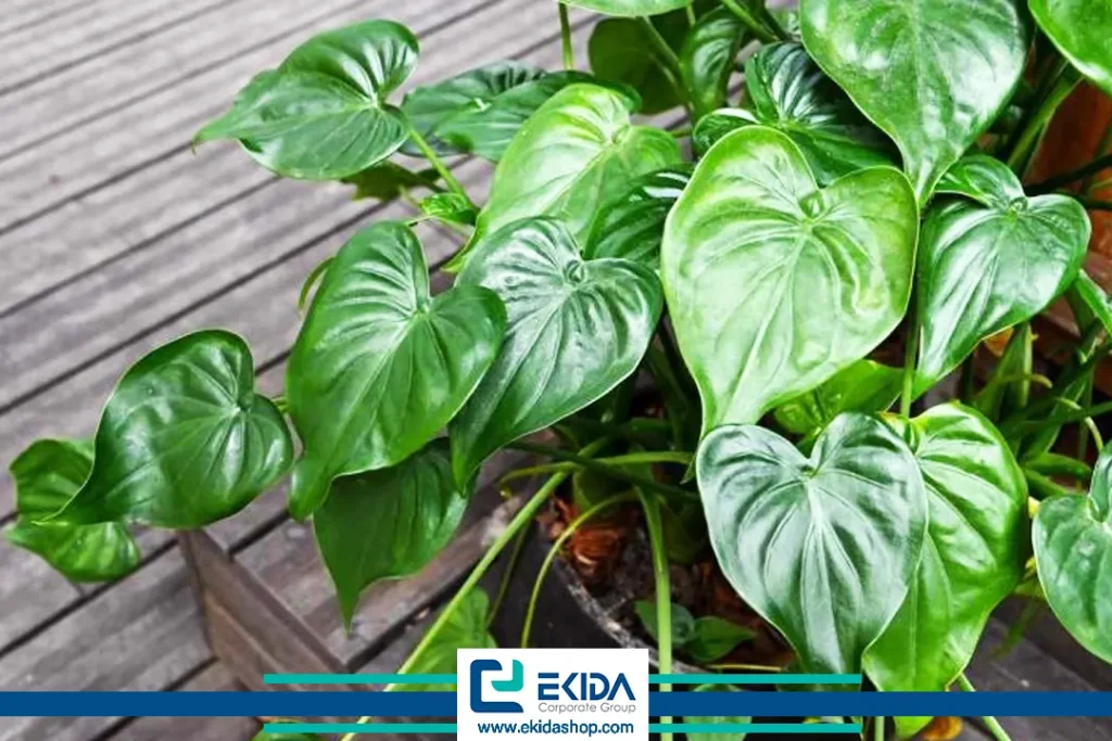 نگهداری گل بابا آدم