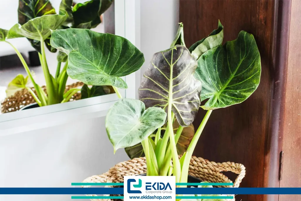 گلدان با گل بابا آدم