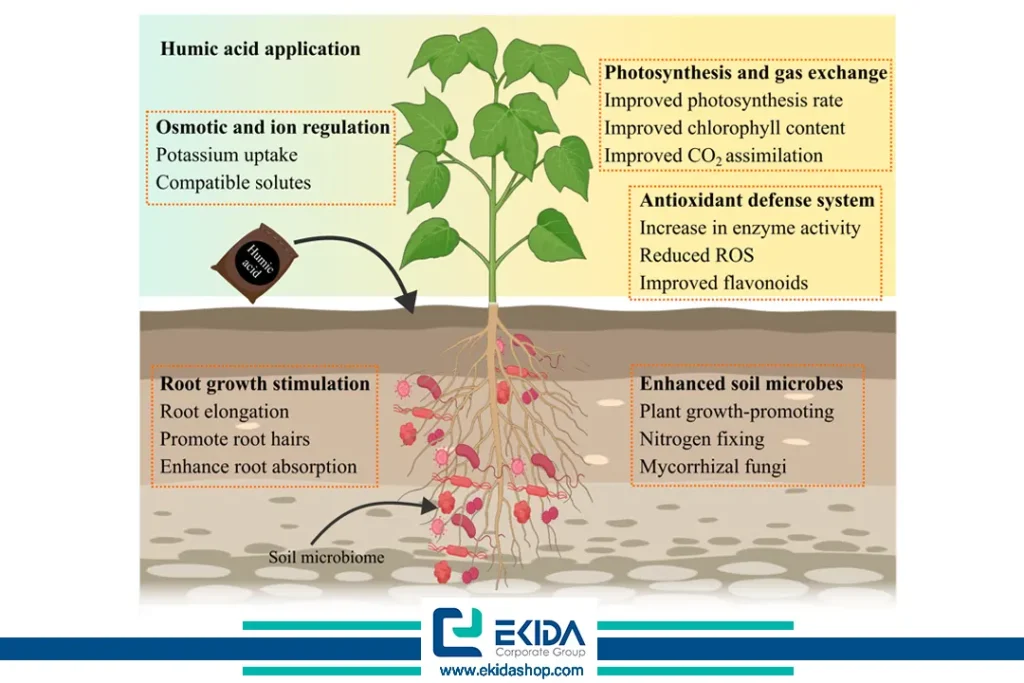 اثرات مفید هیومیک اسید