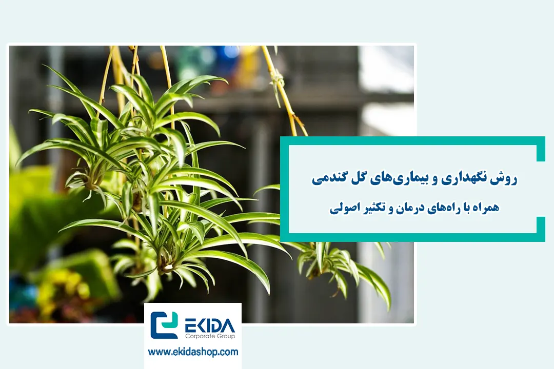 معرفی گل گندمی