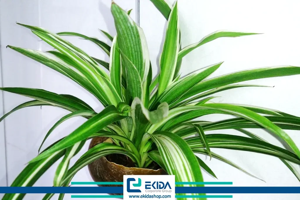 گیاه برگ گندمی