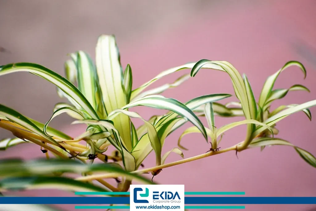 تکثیر گل گندمی