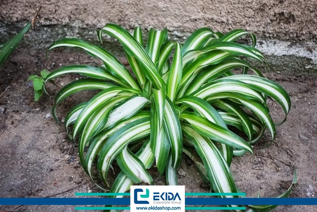 رشد گل گندمی