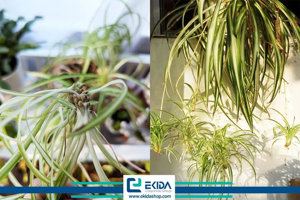 انواع گل گندمی