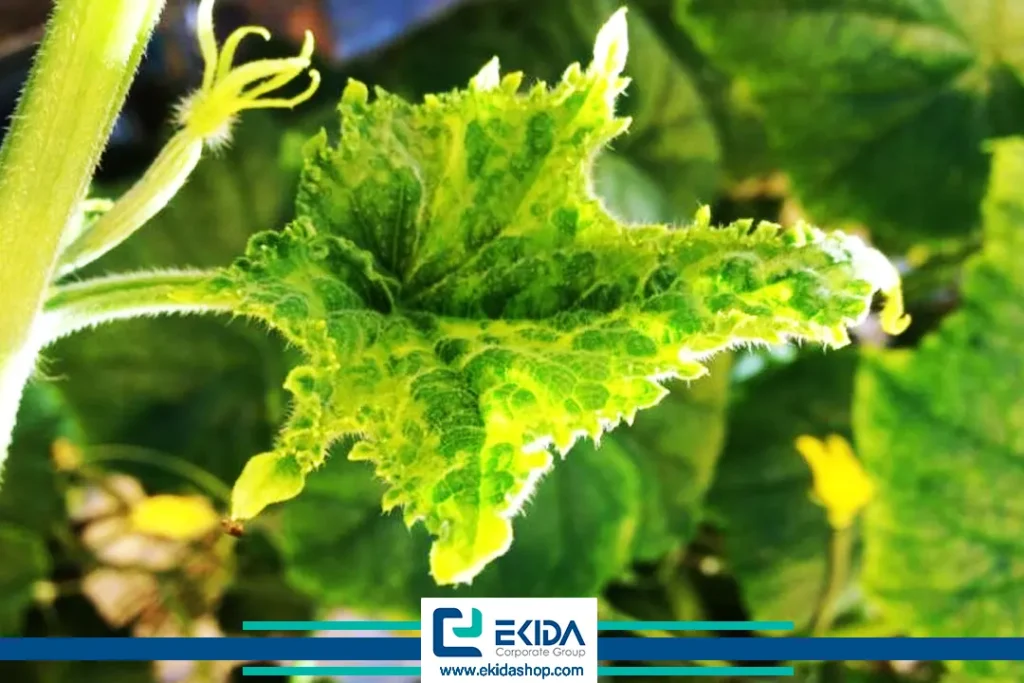 ویروس موزائیک پیسک سبز خیار