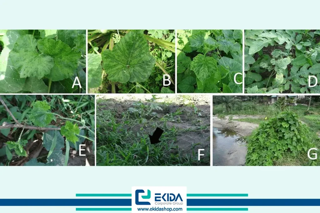 ویروس موزائیک خیار