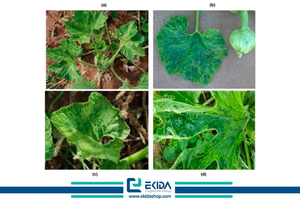 روند بیماری ویروسی جالیز